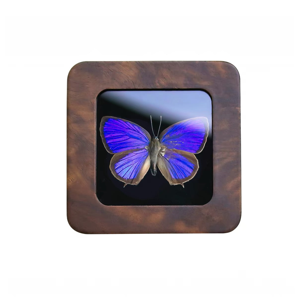 Violet-Blue Butterfly Specimen in Wooden Display Box