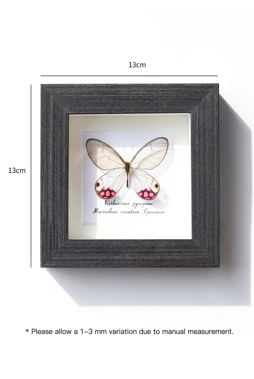 Framed Glasswing Butterfly Specimen | Cithaerias pyropina, 13 × 13 cm Black Frame⠋