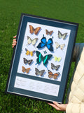 Framed Butterfly & Insect Specimen Collection | Colorful Wings, Black Frame