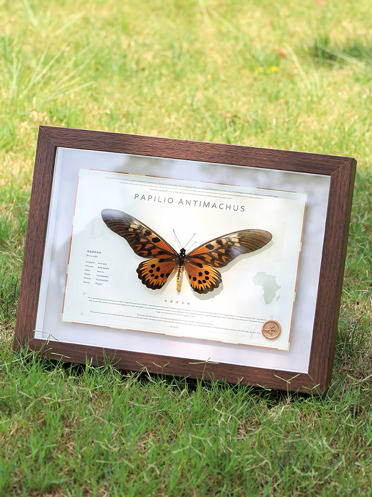 Framed Giant African Swallowtail Specimen | Papilio antimachus, 33 × 24 cm Wooden Frame
