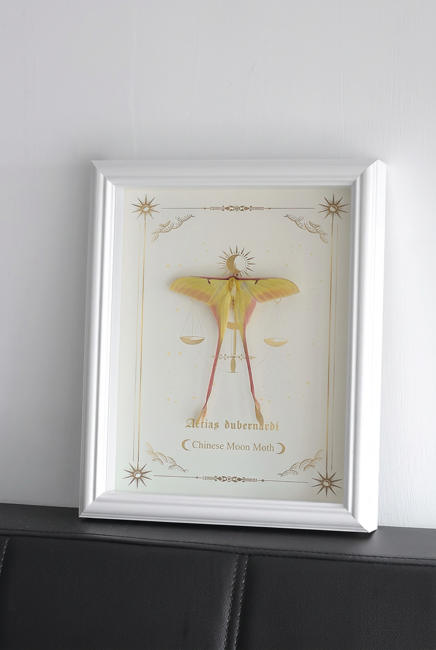Framed Chinese Moon Moth Specimen | Actias dubernardi, 23 × 28 cm White Frame⠋
