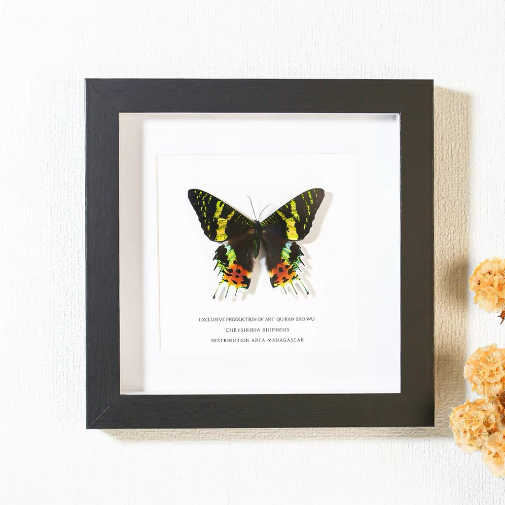 Madagascan Sunset Moth Specimen | Vibrant Spread-Wing Display