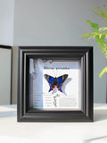 Framed Rhetus periander Butterfly Specimen | Blue & Red Wings, 13 × 13 cm Black Frame