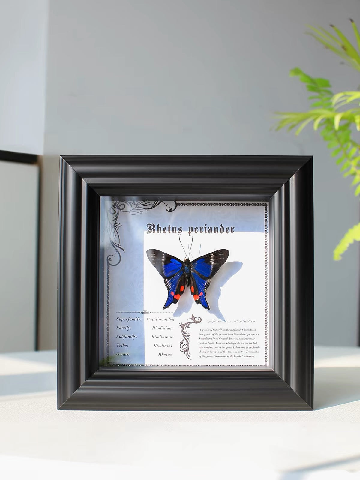 Framed Rhetus periander Butterfly Specimen | Blue & Red Wings, 13 × 13 cm Black Frame