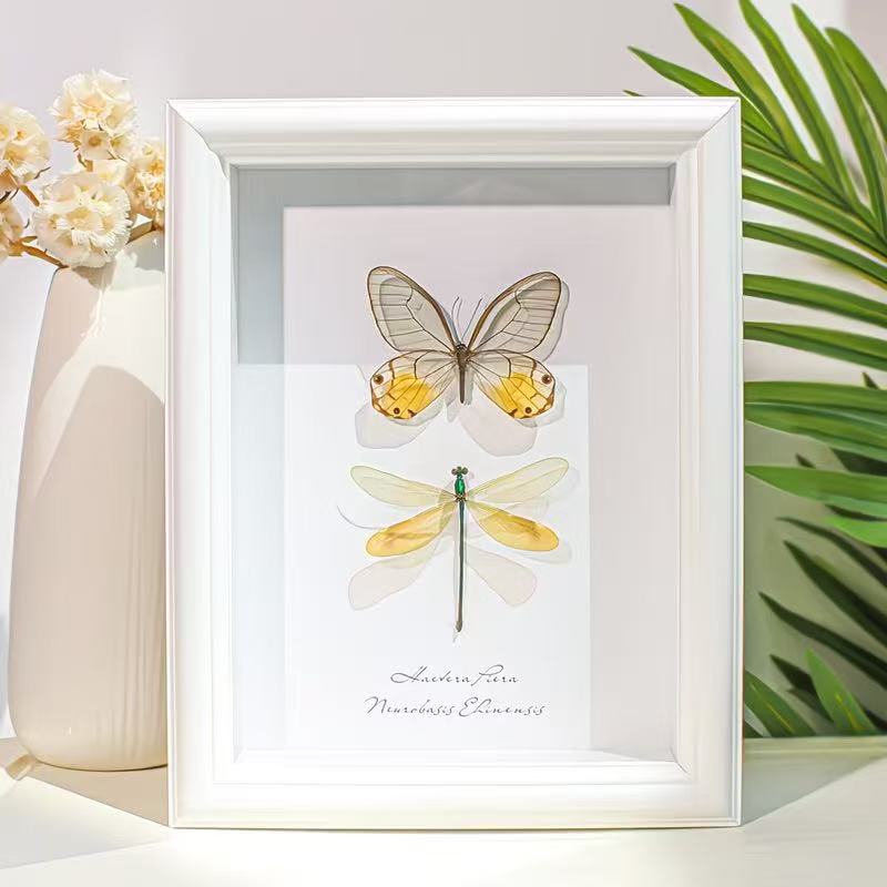 Rose Glasswing Butterfly & Red-Winged Dragonfly – White Framed Specimen Display