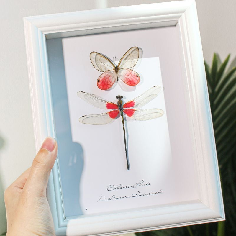 Rose Glasswing Butterfly & Red-Winged Dragonfly – White Framed Specimen Display
