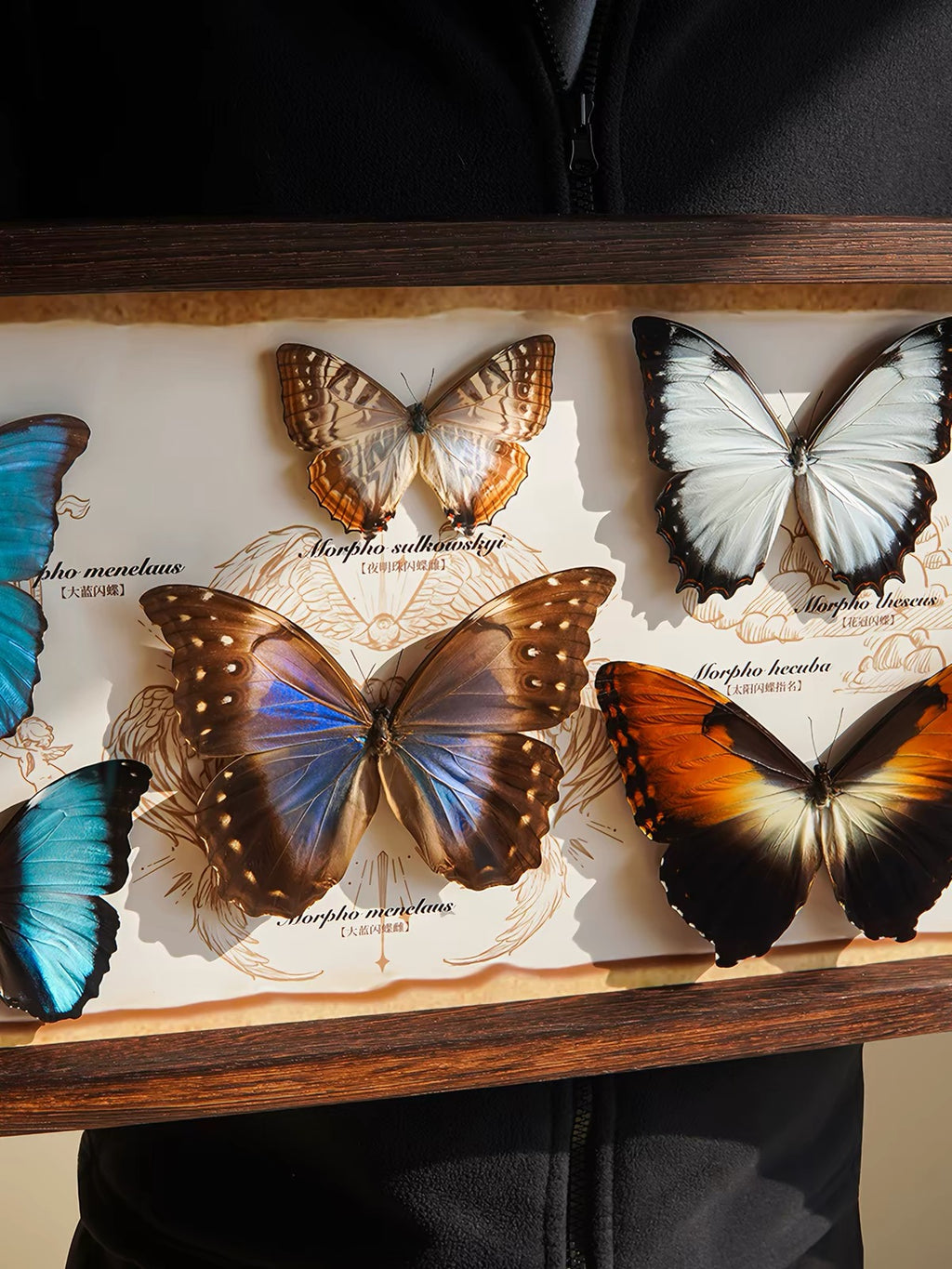 Framed Butterfly Specimen Collection | Panoramic Wooden Display, Colorful Wings