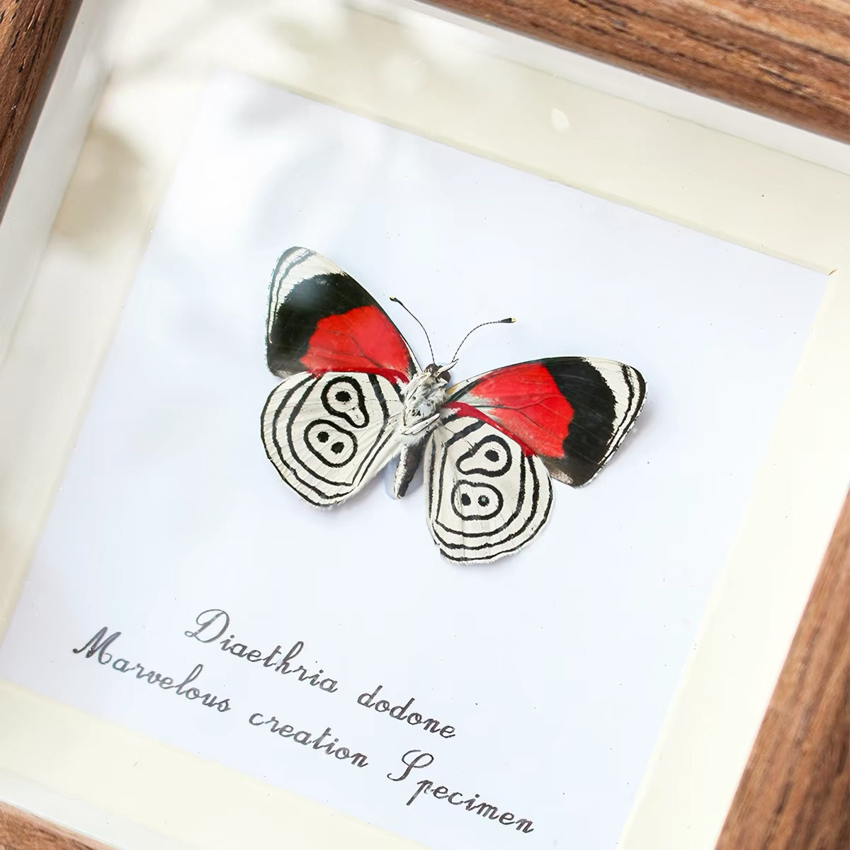 Framed Eighty-Eight Butterfly Specimen | Diaethria dodone, 12.1 × 12.1 cm Wooden Frame
