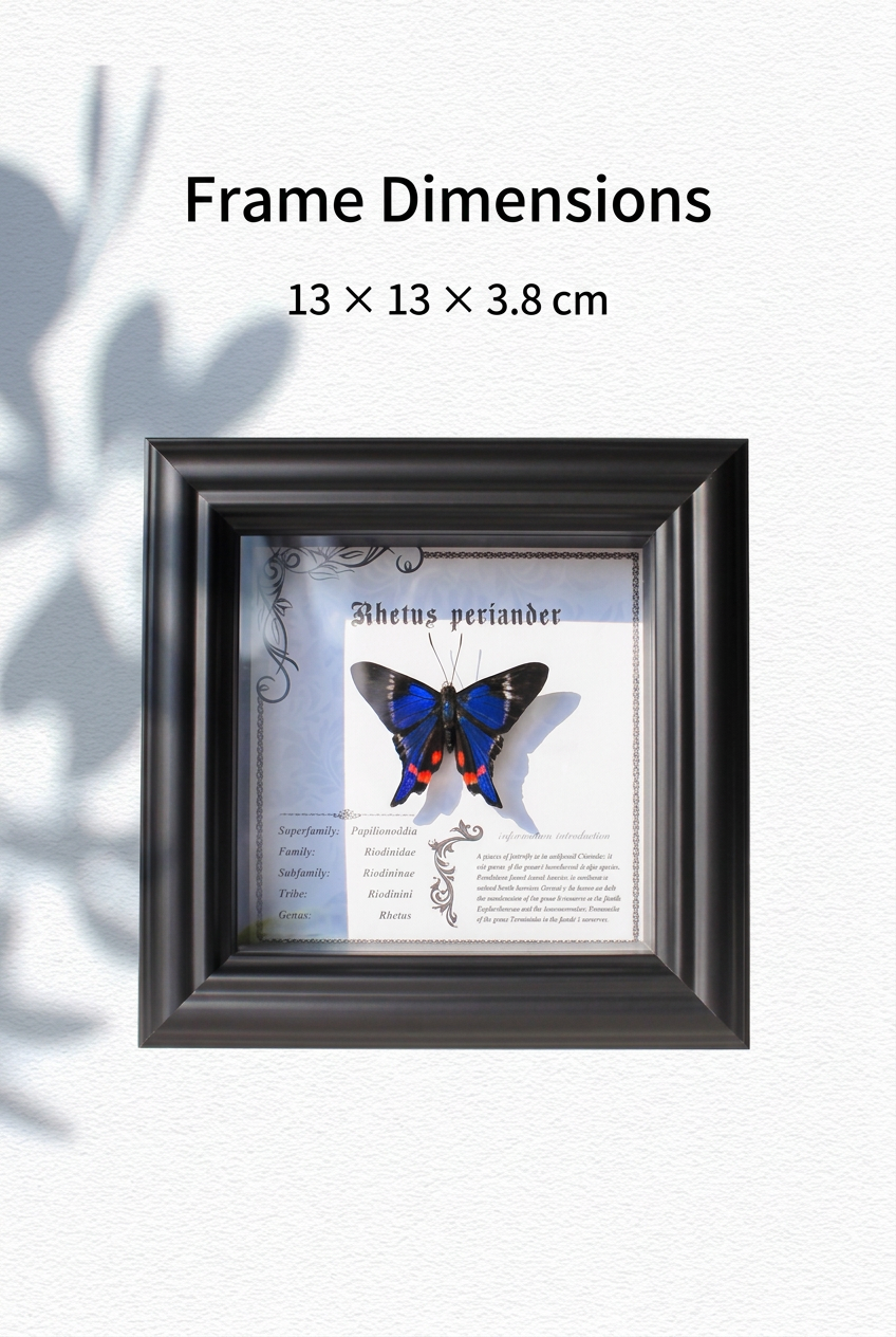 Framed Rhetus periander Butterfly Specimen | Blue & Red Wings, 13 × 13 cm Black Frame