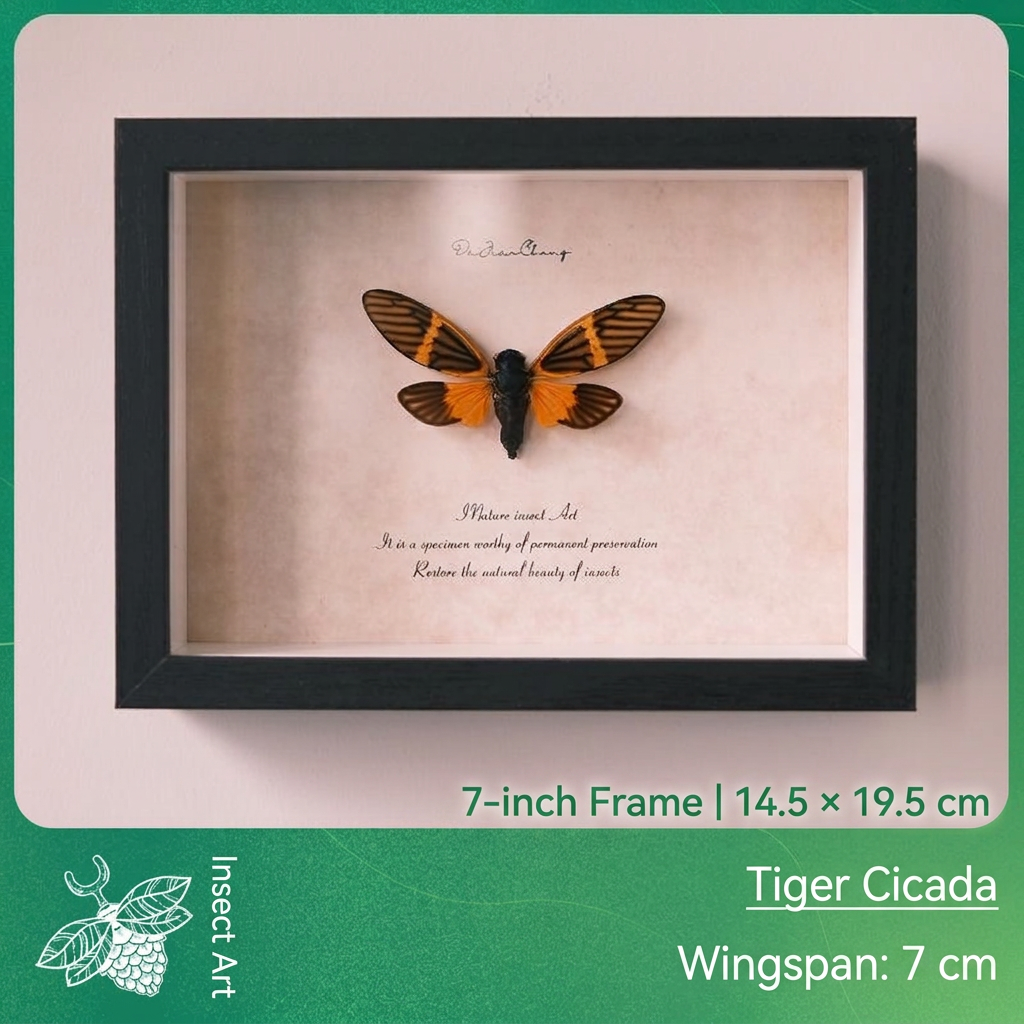 Framed Tiger Cicada Specimen | 7 cm Wingspan, 14.5 × 19.5 cm Black Frame