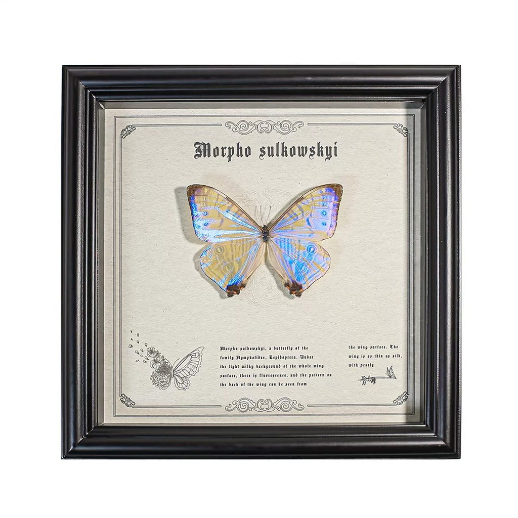 Morpho sulkowskyi Butterfly Specimen | Iridescent Pearl-Blue Spread Wings