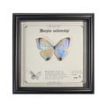 Morpho sulkowskyi Butterfly Specimen | Iridescent Pearl-Blue Spread Wings