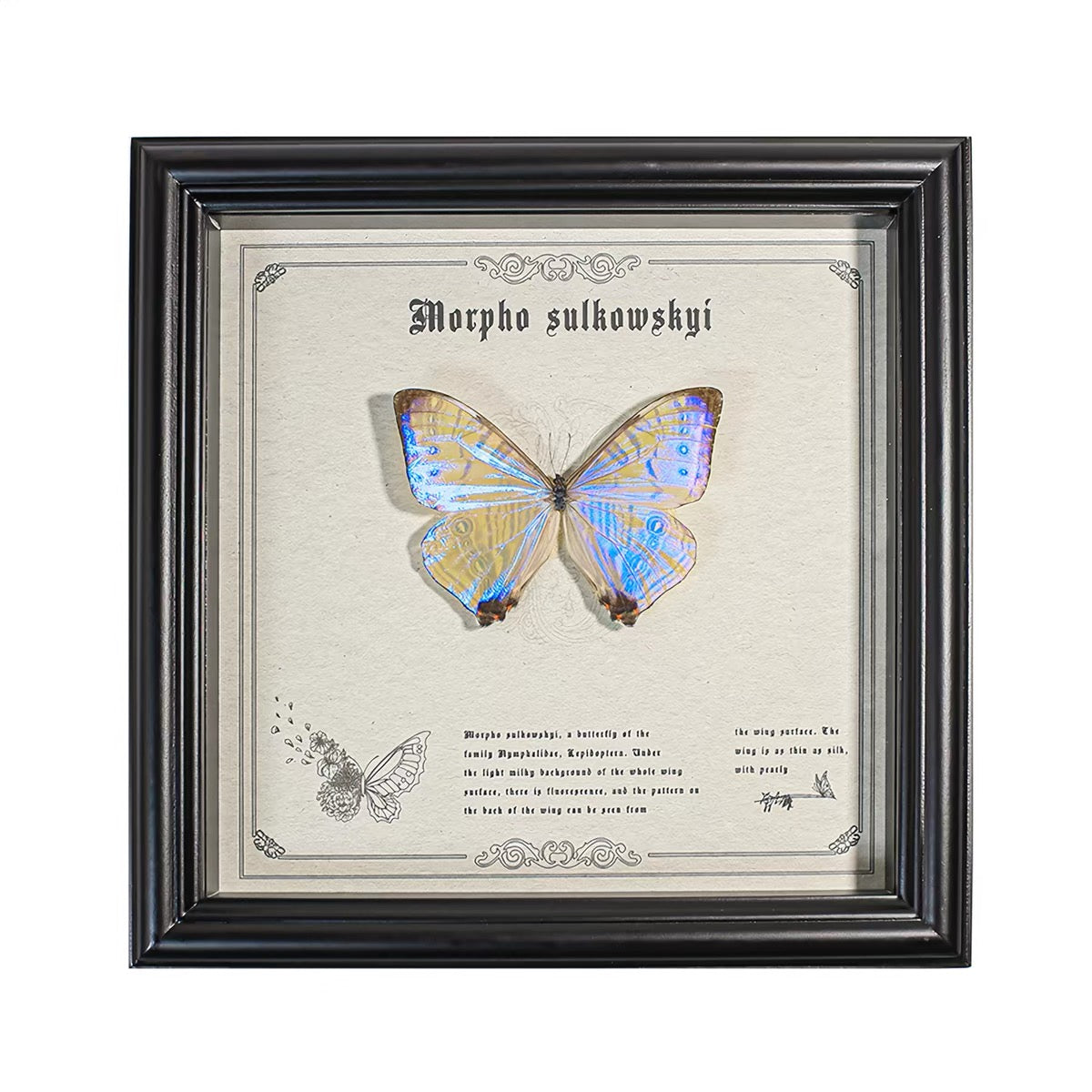 Morpho sulkowskyi Butterfly Specimen | Iridescent Pearl-Blue Spread Wings