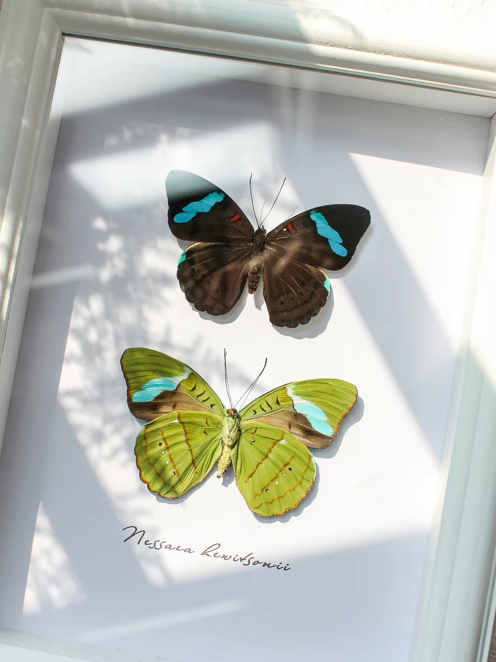 Hewitson’s Olivewing Butterfly Specimen | Nessaea hewitsoni, Vivid Blue Bands