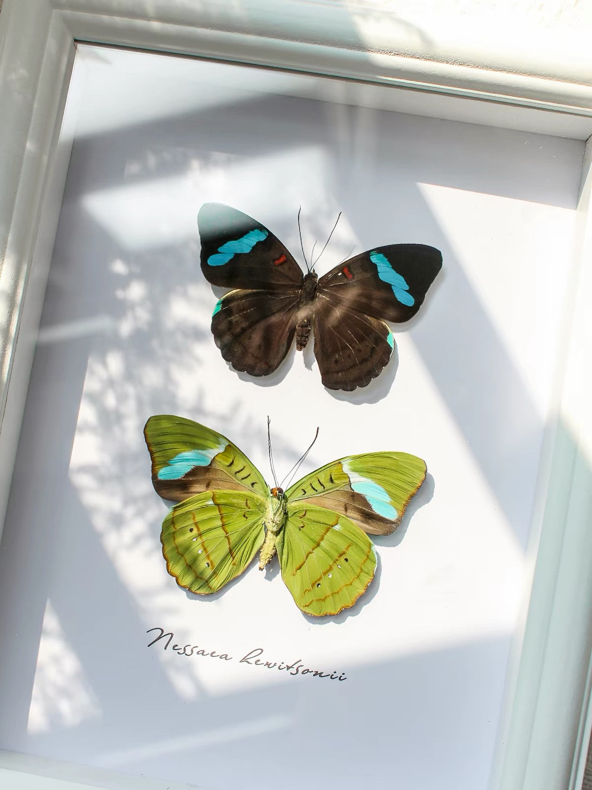 Hewitson’s Olivewing Butterfly Specimen | Nessaea hewitsoni, Vivid Blue Bands