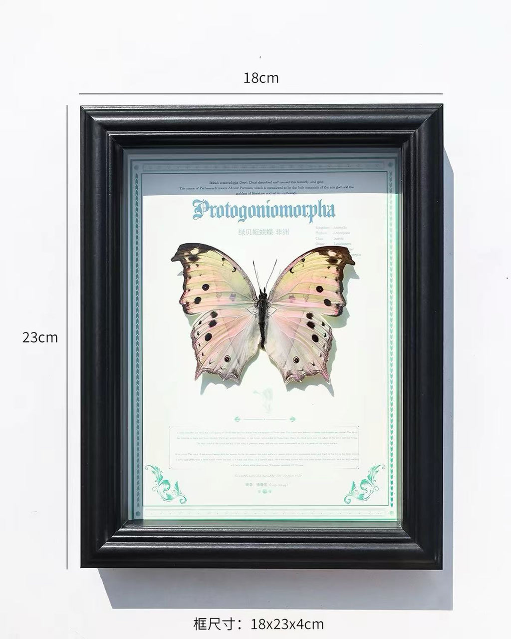 Green Mother-of-Pearl Butterfly Specimen | Iridescent Wings