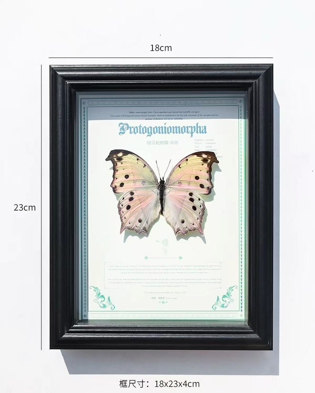 Green Mother-of-Pearl Butterfly Specimen | Iridescent Wings