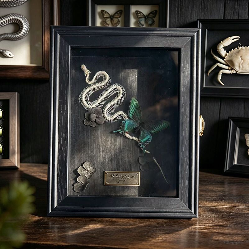 Snake Skeleton & Butterfly Shadow Box – Black Wooden Frame