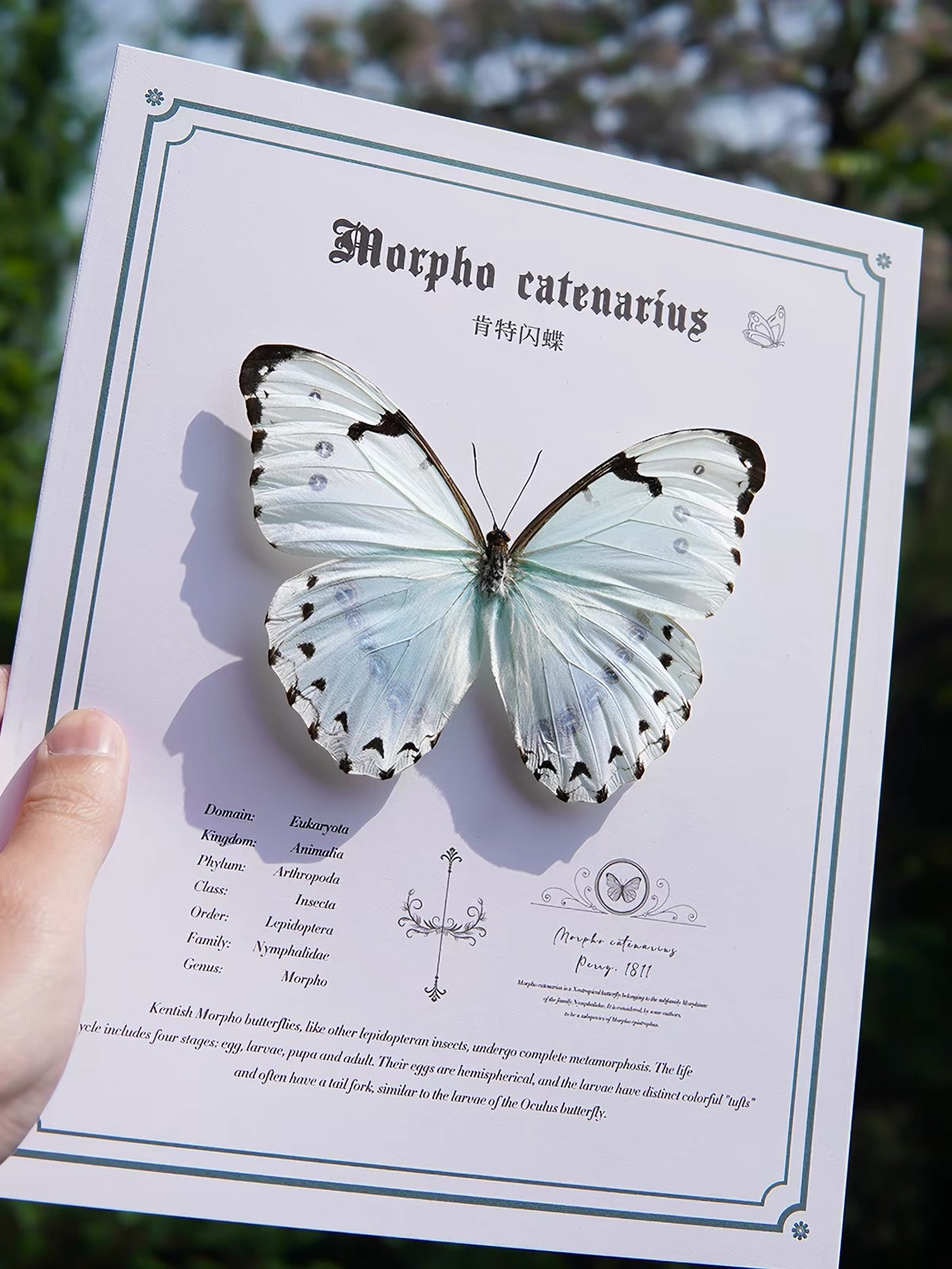 Framed White Morpho Butterfly Specimen | Morpho catenarius, 23 × 28 cm⠋