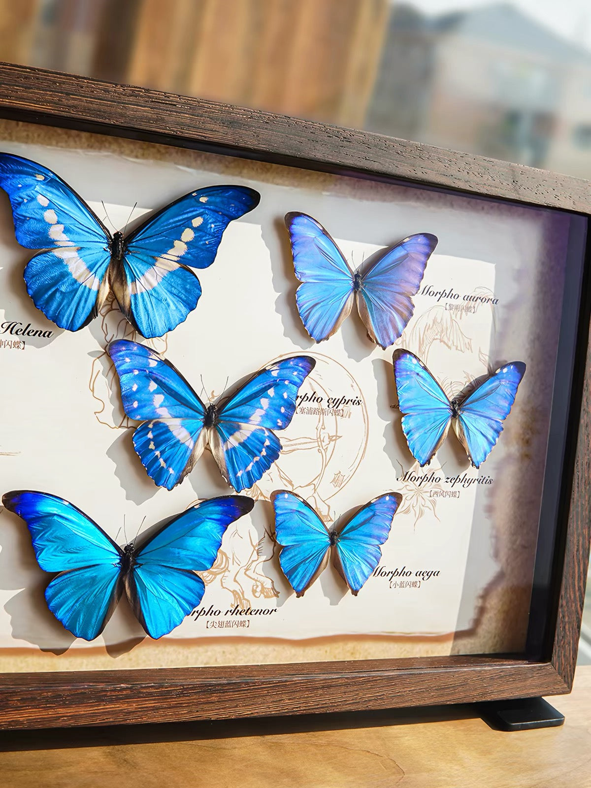 Framed Butterfly Specimen Collection | Panoramic Wooden Display, Colorful Wings