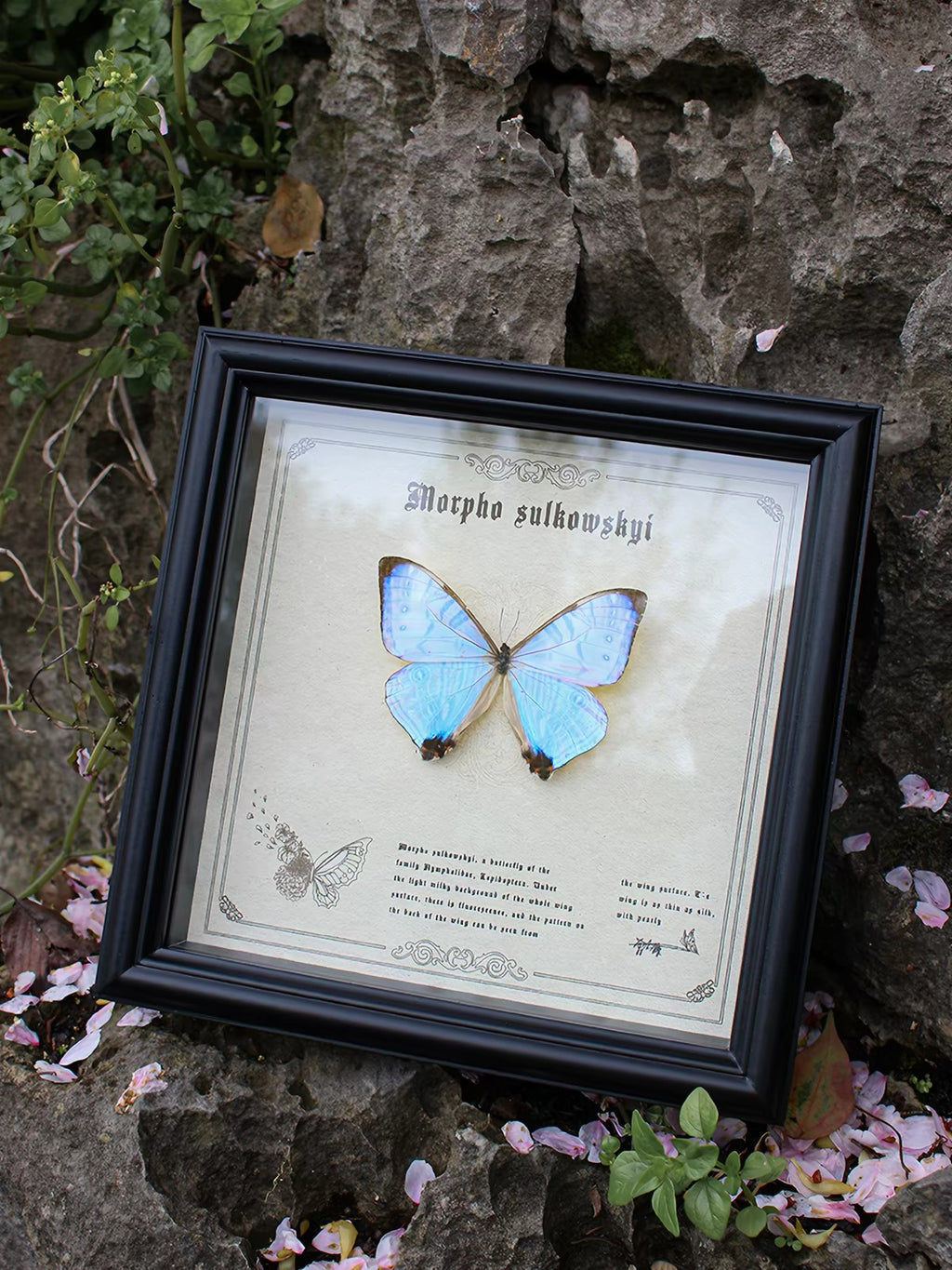 Morpho sulkowskyi Butterfly Specimen | Iridescent Pearl-Blue Spread Wings