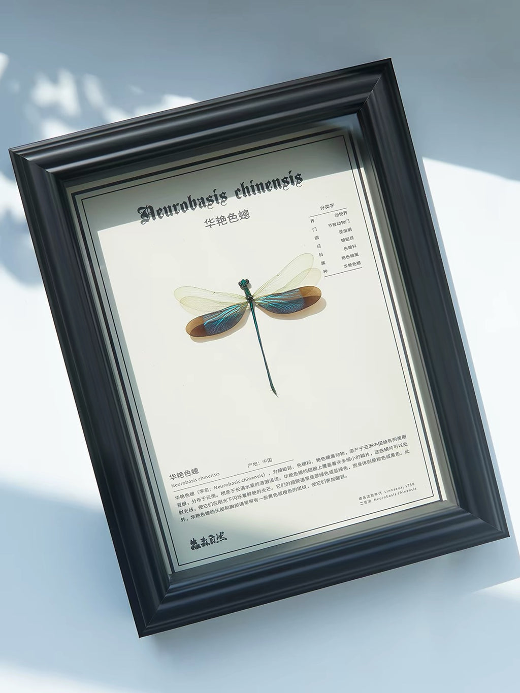 Framed Chinese Greenwing Damselfly Specimen | Neurobasis chinensis, Black Frame