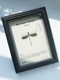 Framed Chinese Greenwing Damselfly Specimen | Neurobasis chinensis, Black Frame