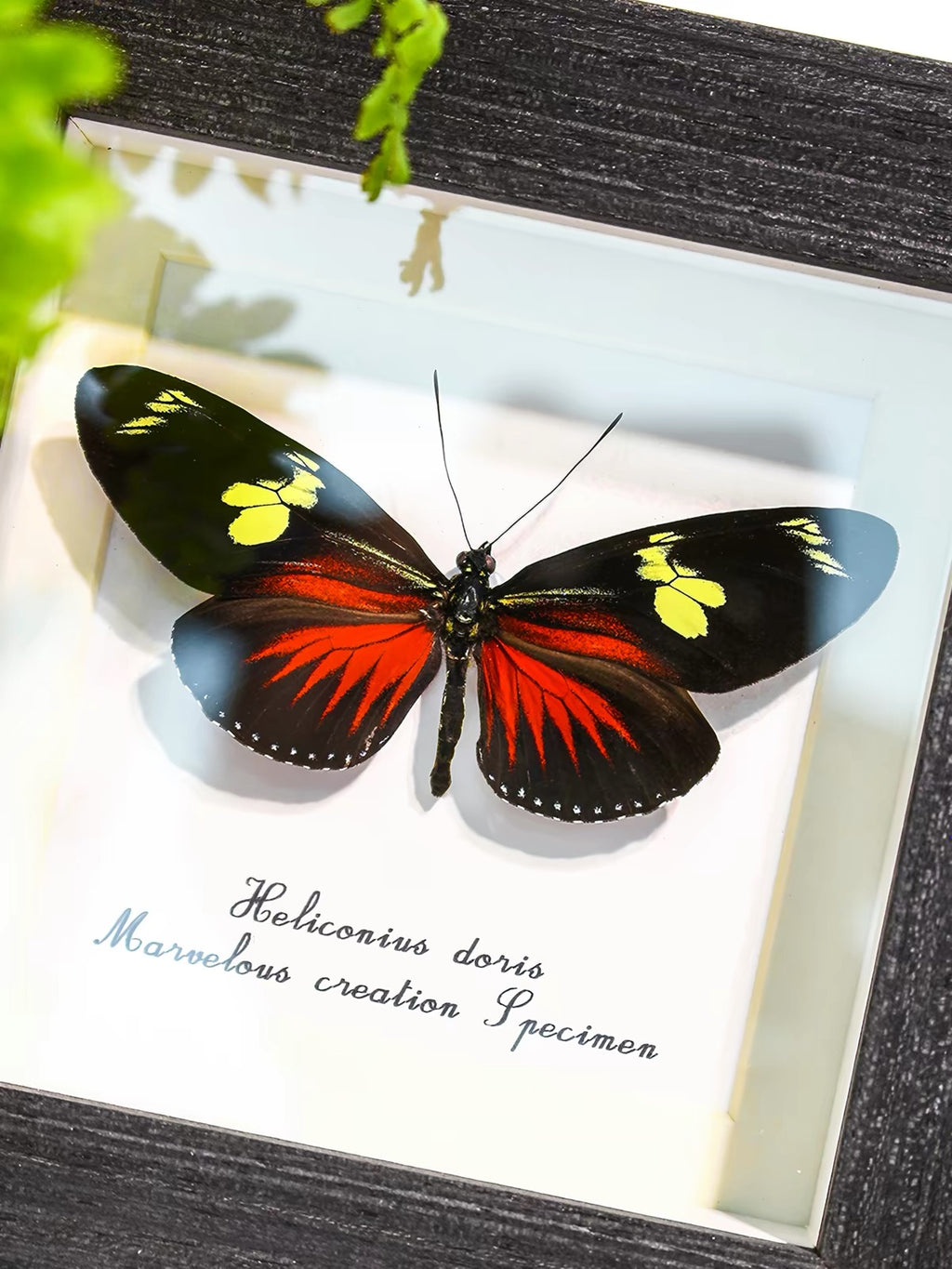 Doris Longwing Butterfly Specimen | Heliconius doris