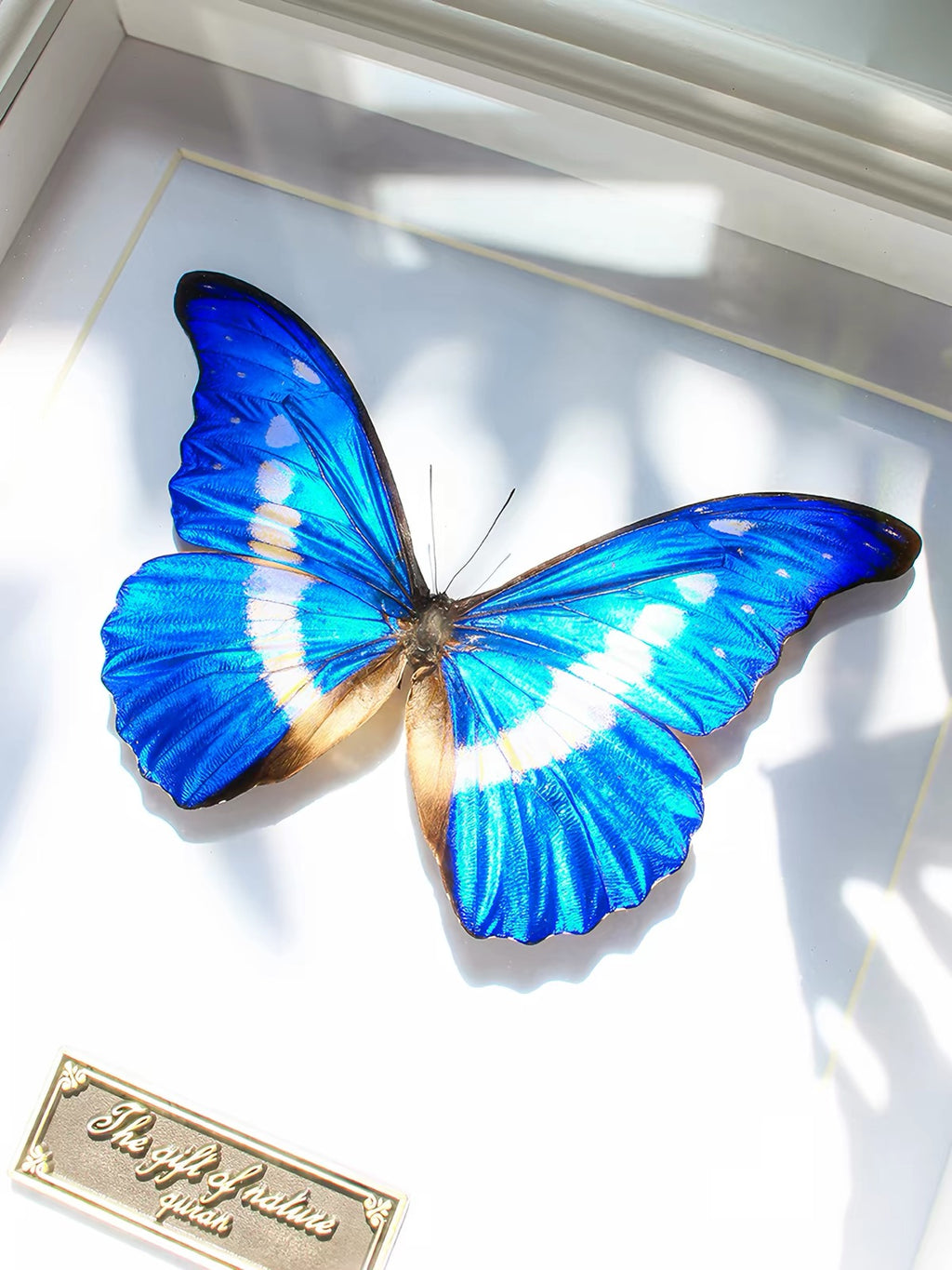 Framed Iridescent Blue Butterfly Specimen | Black Frame, 18 × 23 cm