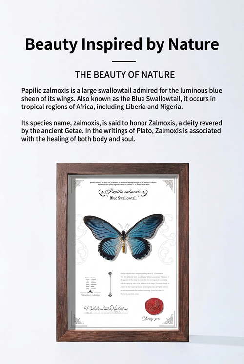 Framed Blue Swallowtail Butterfly Specimen | Papilio zalmoxis, 24 × 32.5 cm