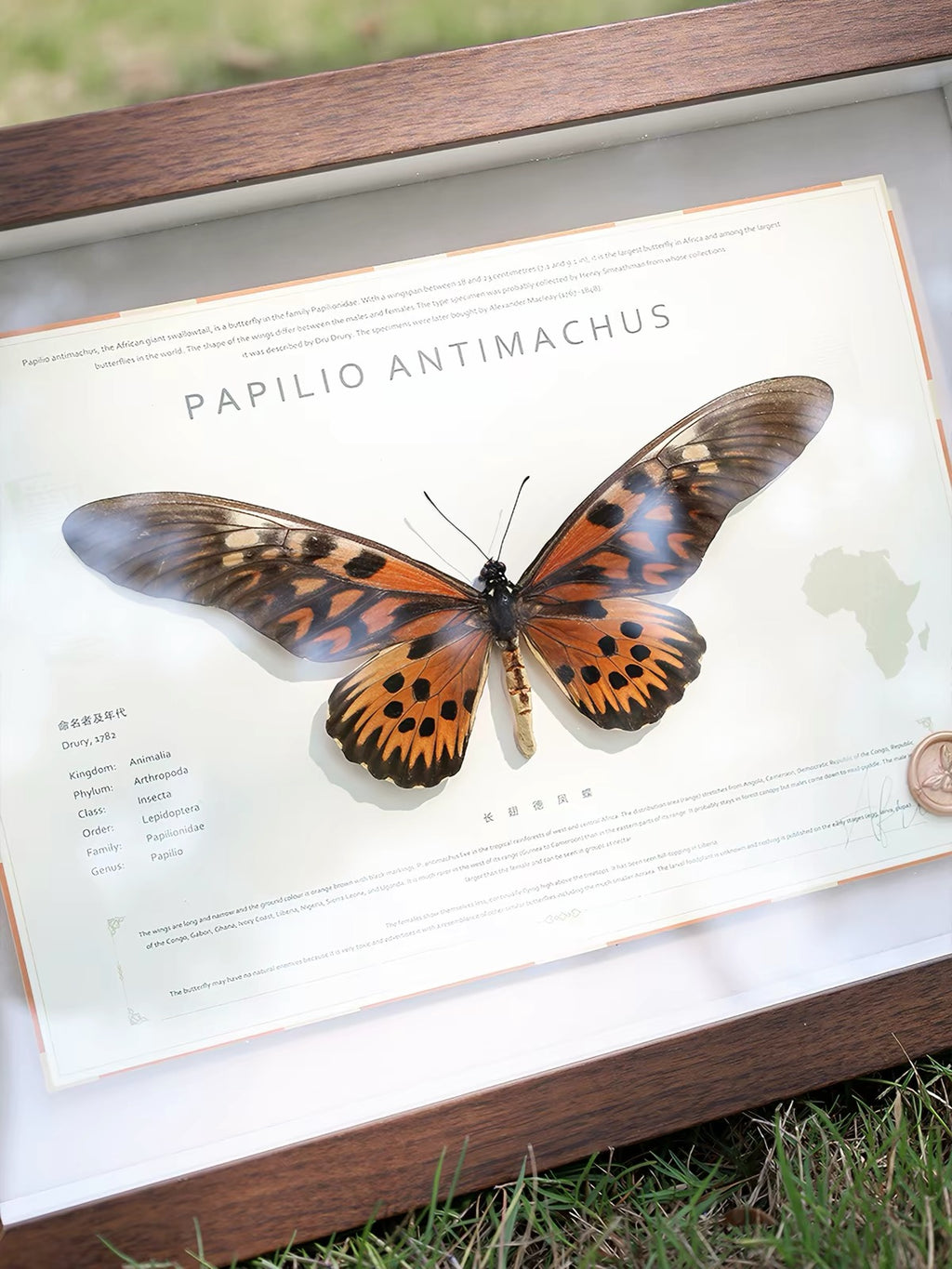 Framed Giant African Swallowtail Specimen | Papilio antimachus, 33 × 24 cm Wooden Frame