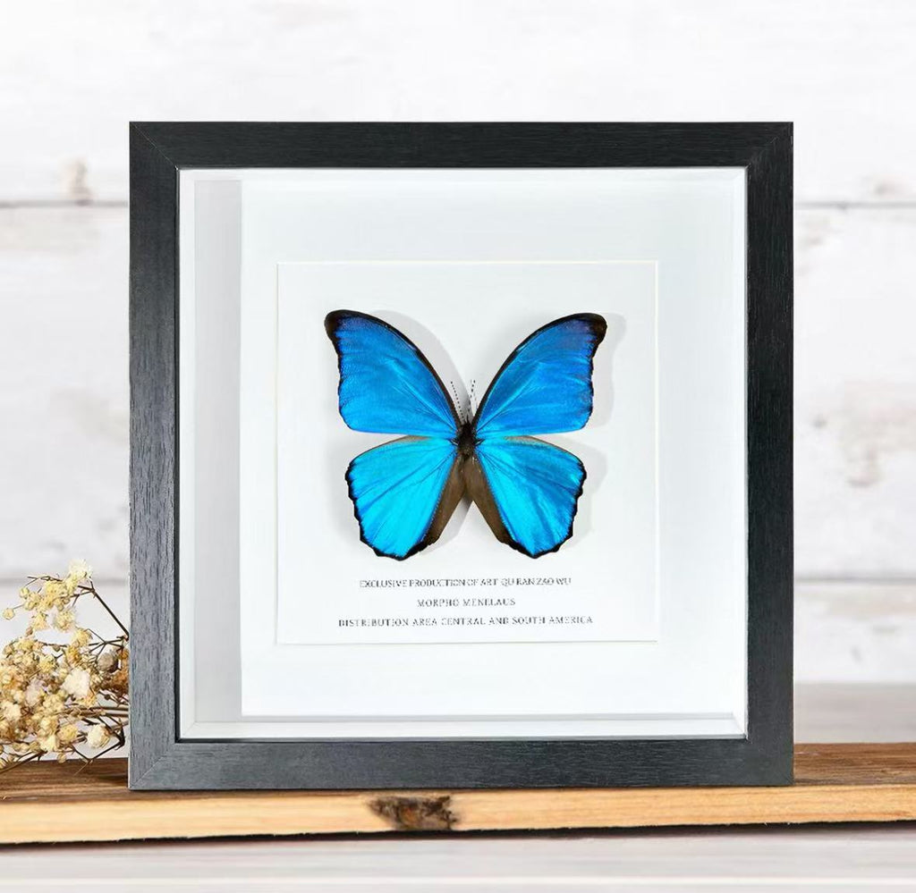 Giant Blue Morpho Butterfly