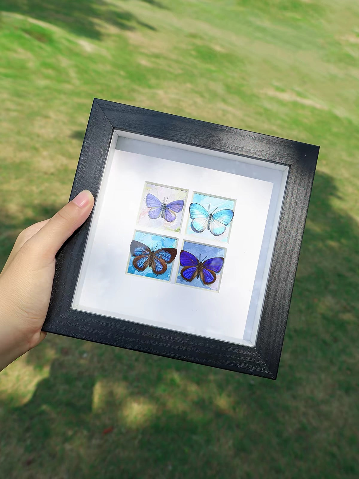 Blue & Purple Butterfly Specimen Collection | Four-Specimen Display⠋