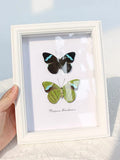 Hewitson’s Olivewing Butterfly Specimen | Nessaea hewitsoni, Vivid Blue Bands