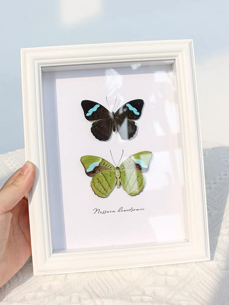 Hewitson’s Olivewing Butterfly Specimen | Nessaea hewitsoni, Vivid Blue Bands