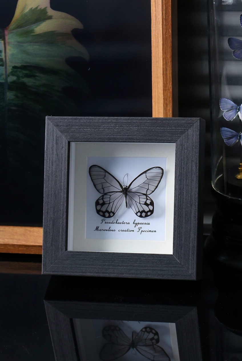 Framed Glasswing Butterfly Specimen | Pseudohaetera hypaesia, Transparent Wings