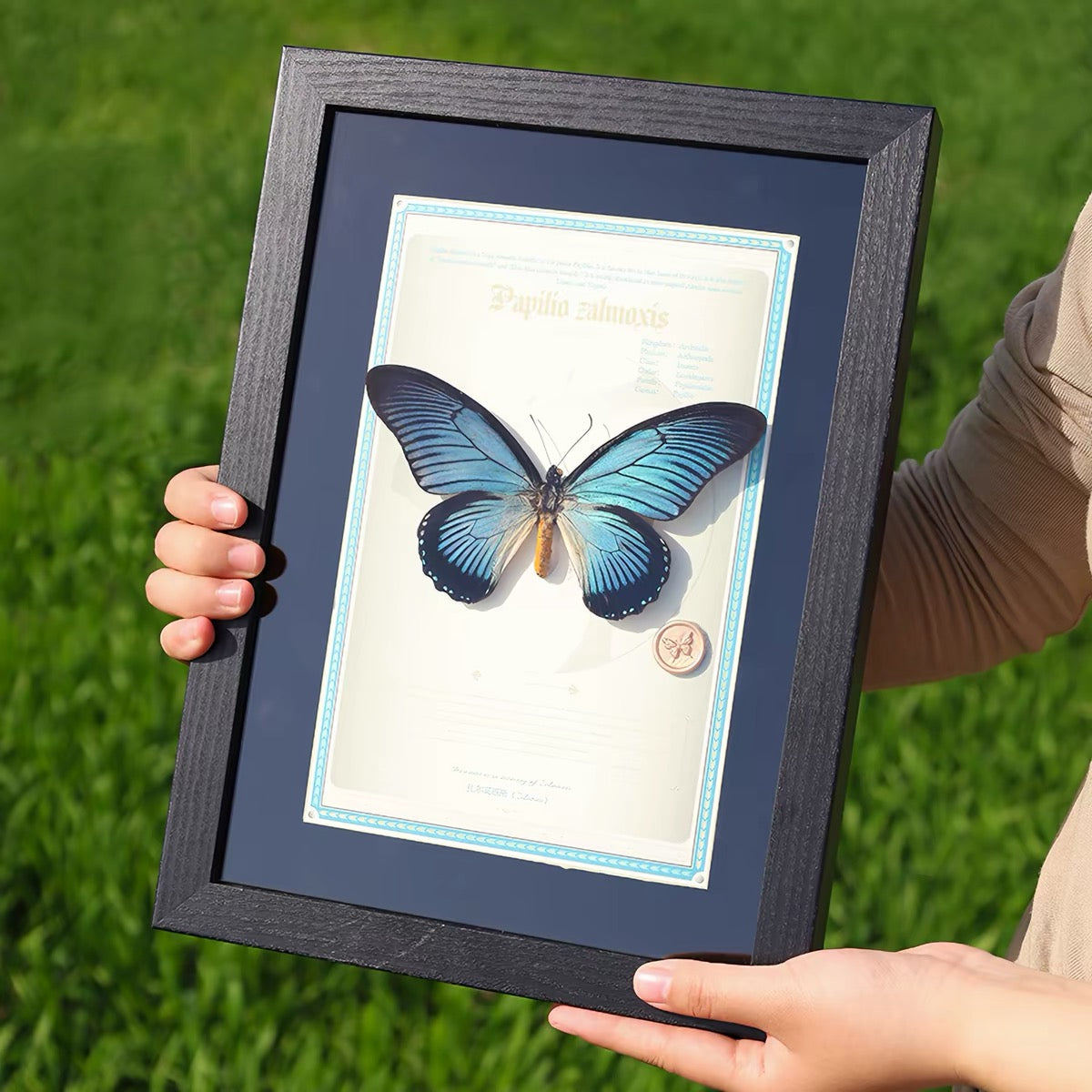 Framed Blue Swallowtail Butterfly Specimen | Papilio zalmoxis, 24 × 32.5 cm