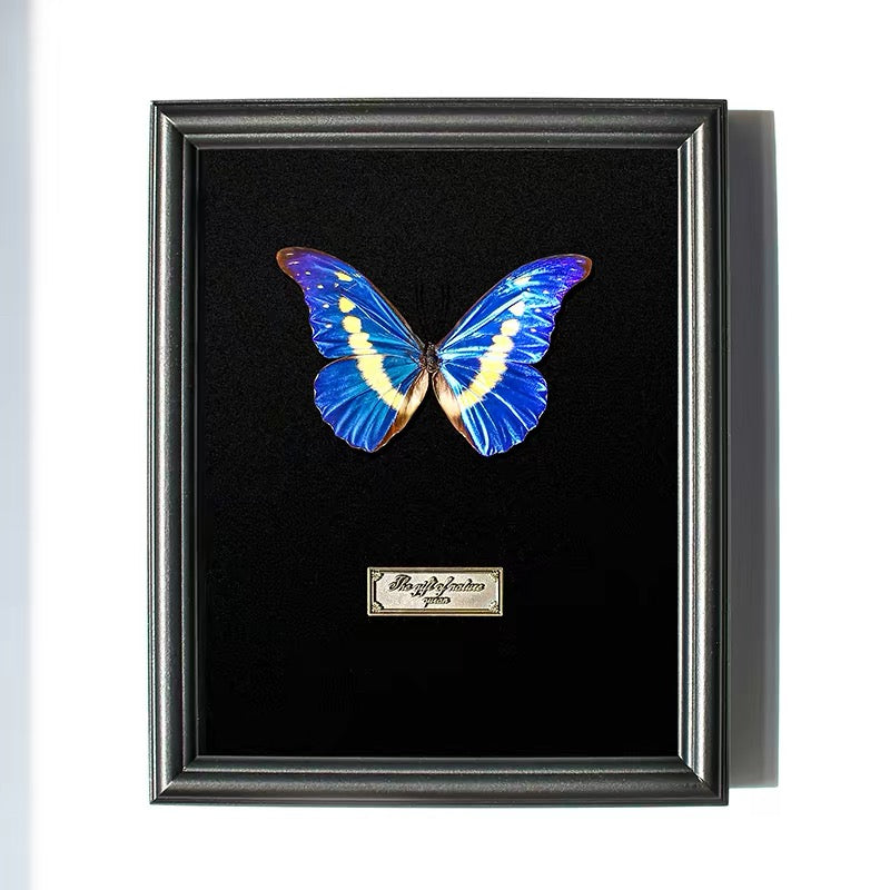 Framed Iridescent Blue Butterfly Specimen | Black Frame, 18 × 23 cm