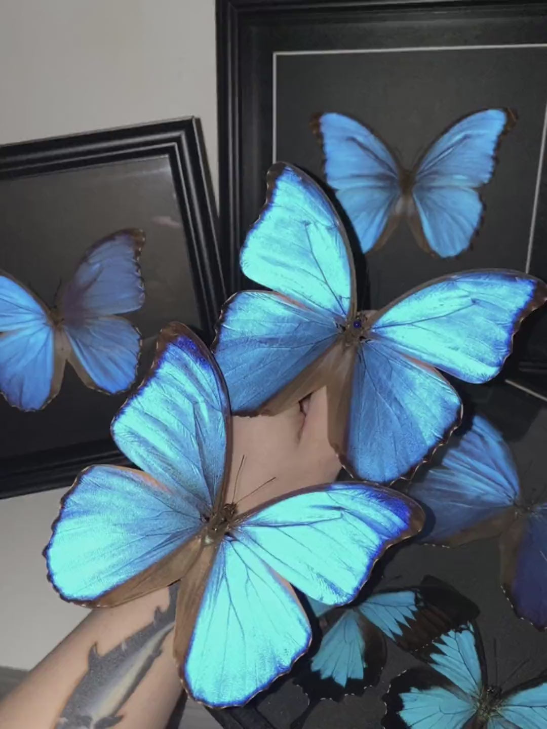 Giant Blue Morpho Butterfly